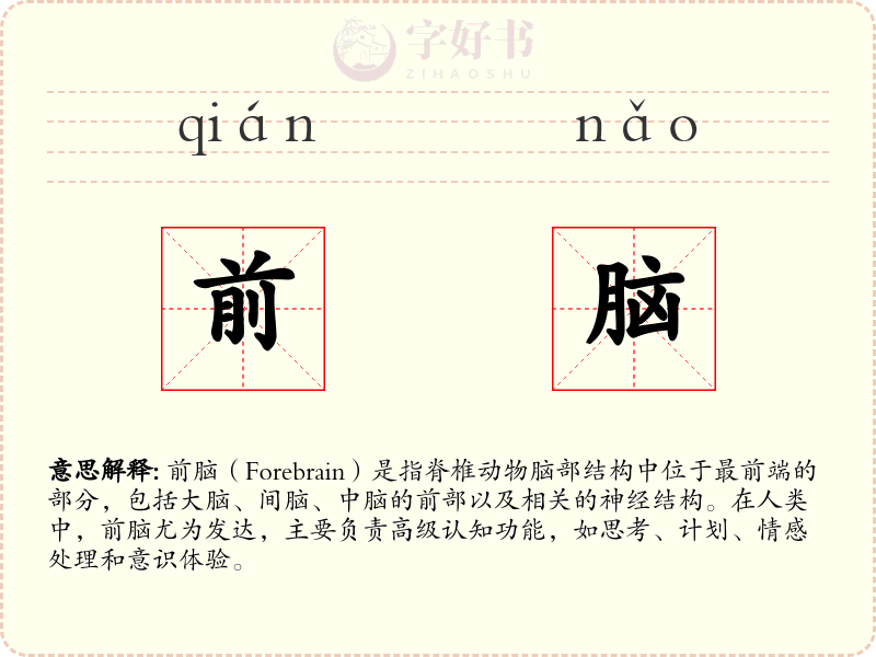 前脑