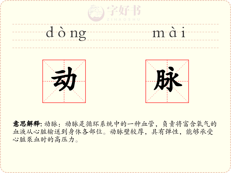 动脉