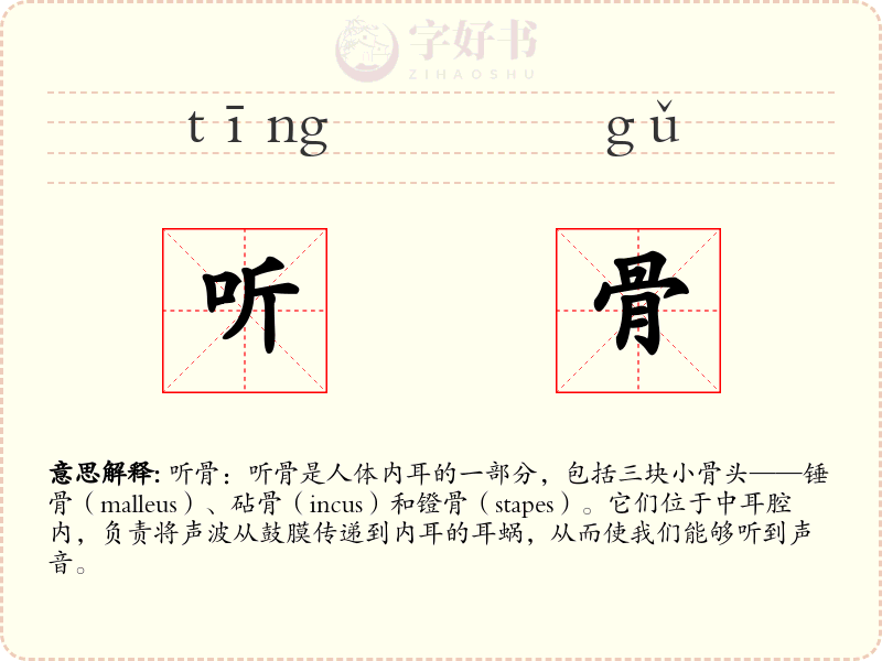 听骨