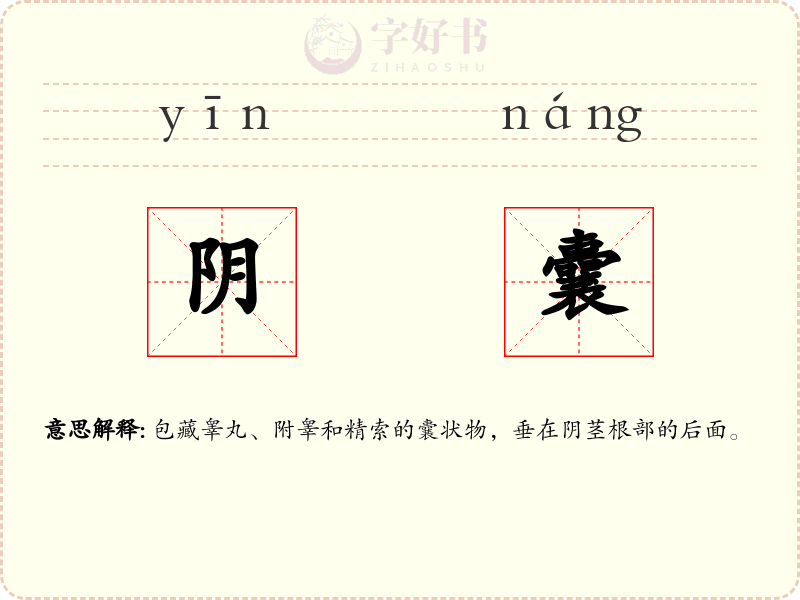 阴囊