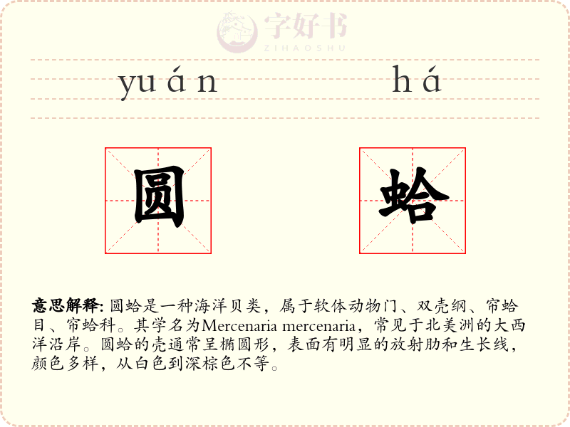 圆蛤