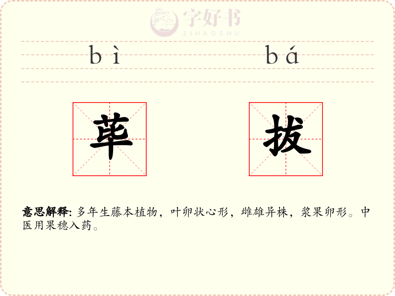 荜拔