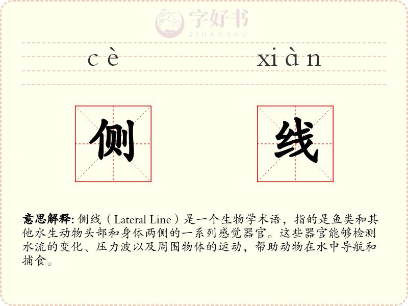 侧线