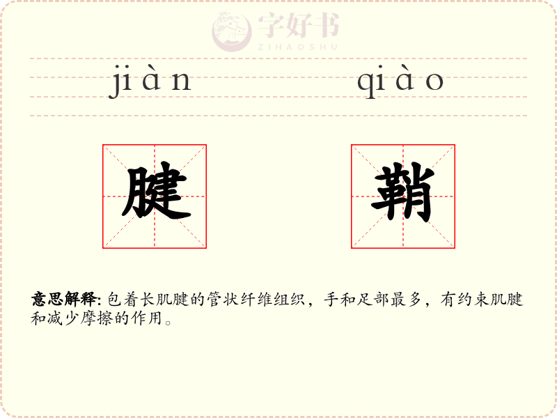 腱鞘