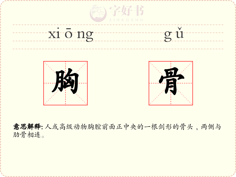 胸骨