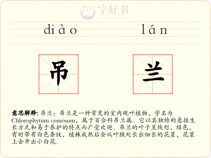 吊兰