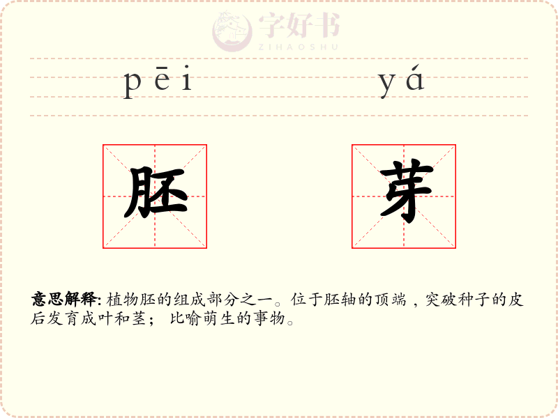 胚芽