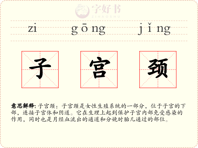 子宫颈