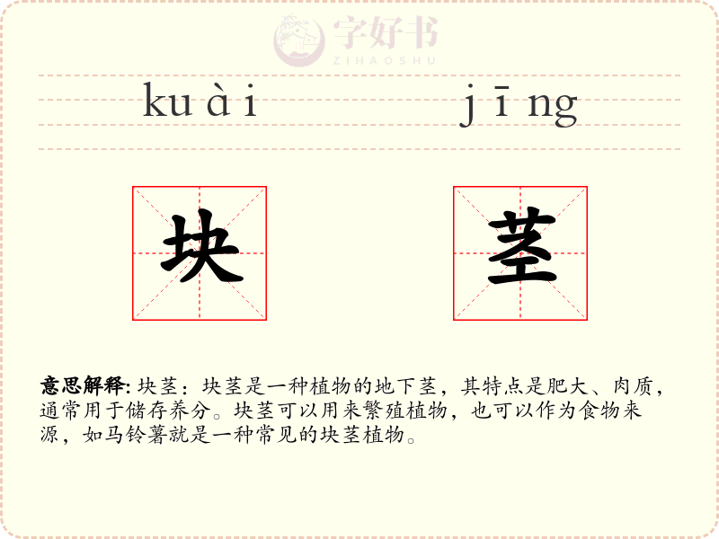 块茎