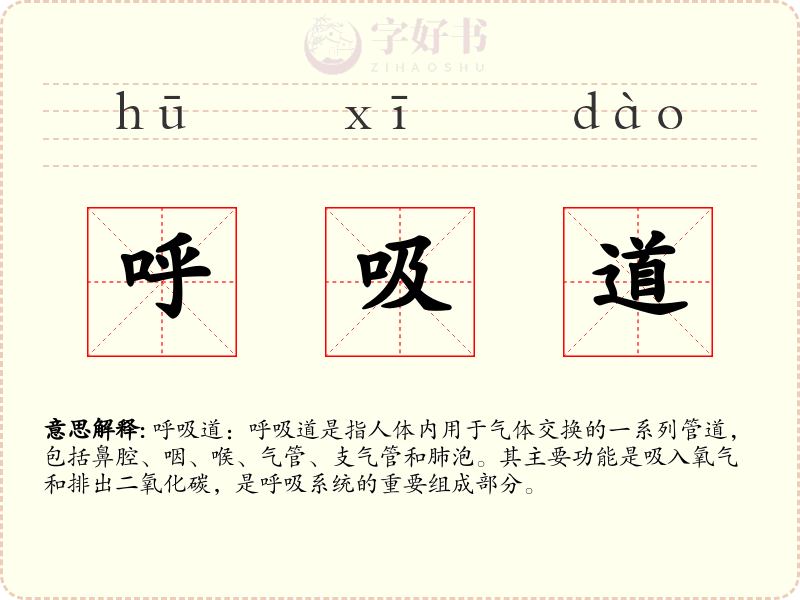 呼吸道