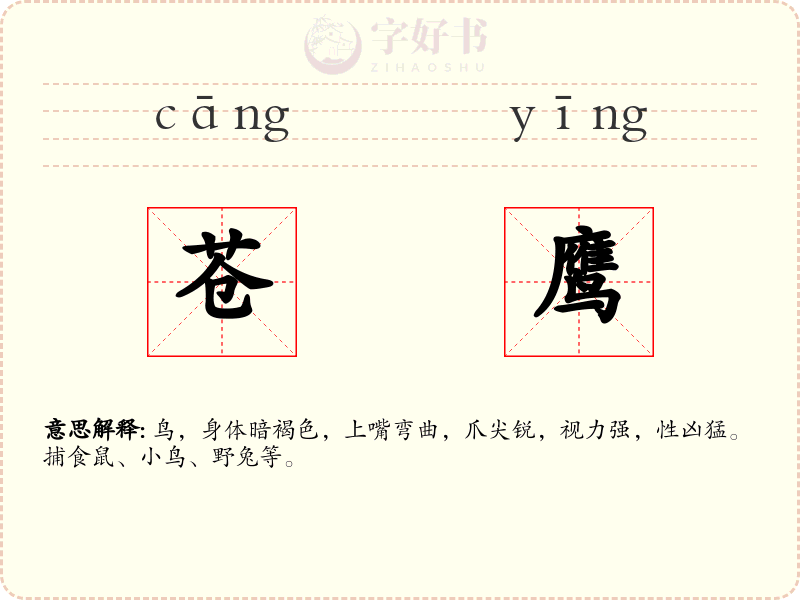 苍鹰