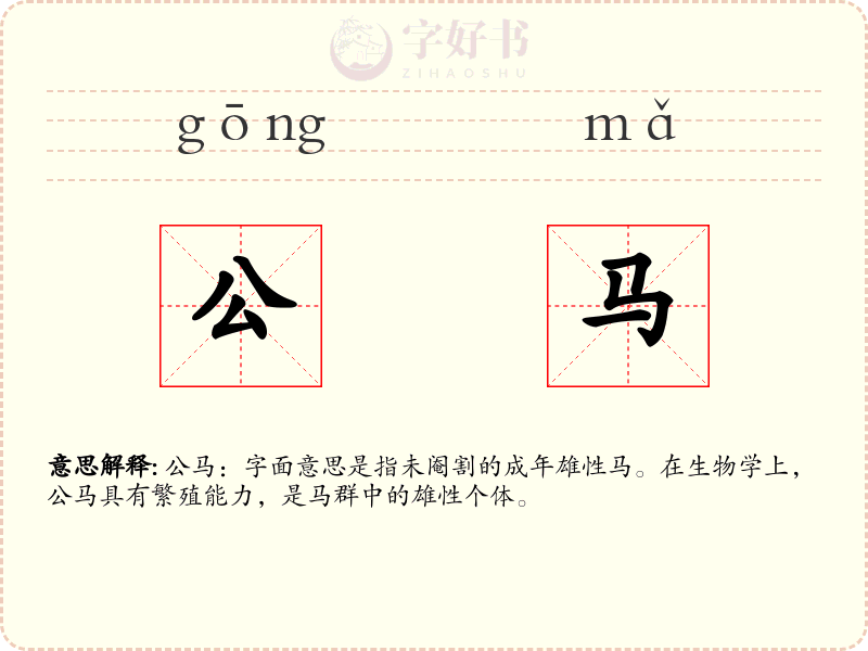 公马
