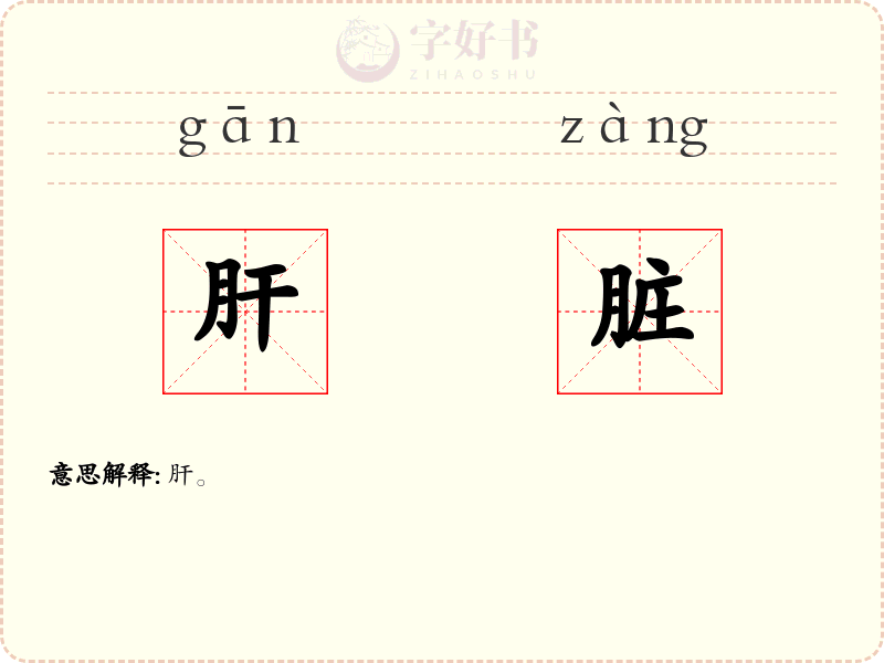 肝脏