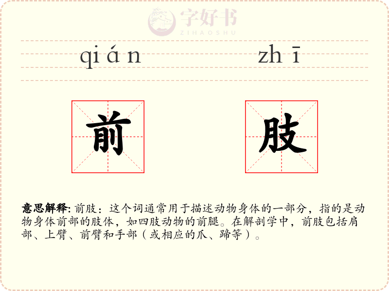 前肢