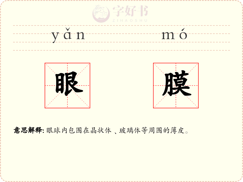 眼膜