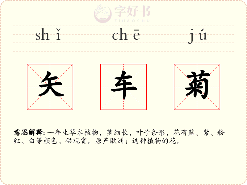 矢车菊