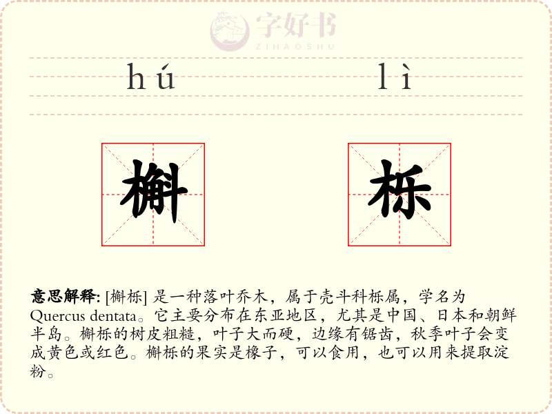 槲栎