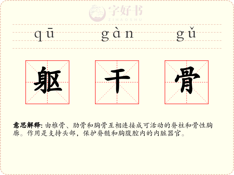 躯干骨