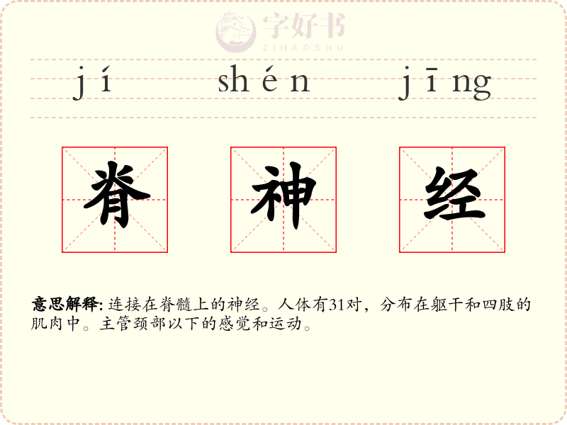 脊神经