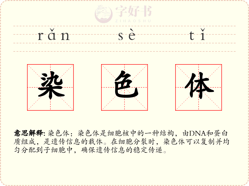 染色体