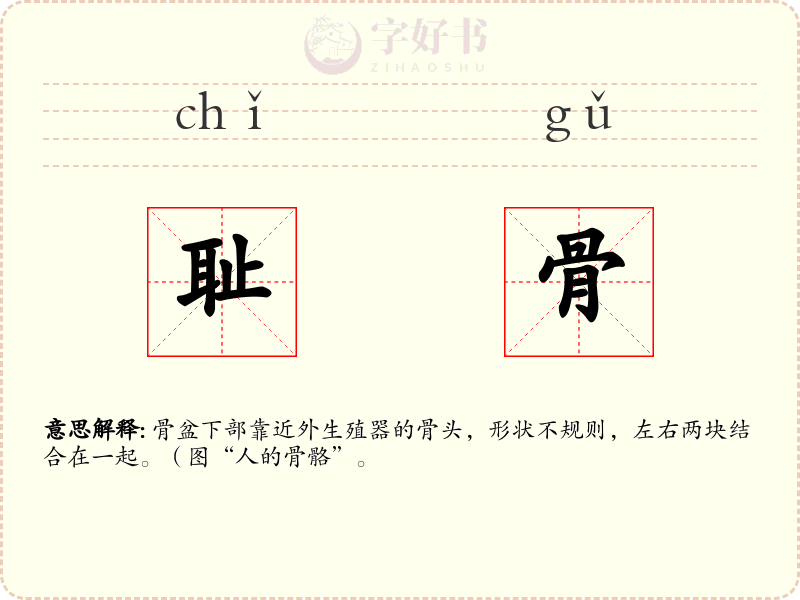 耻骨