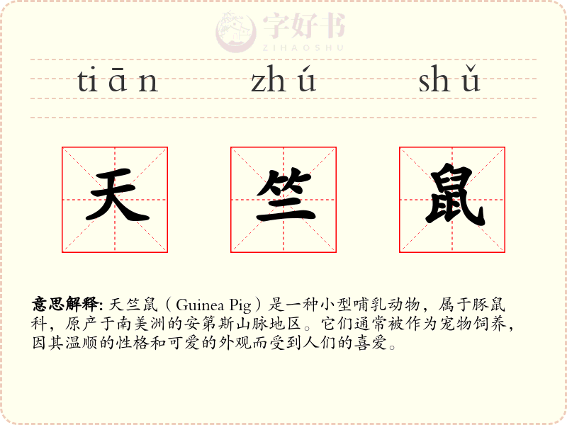天竺鼠