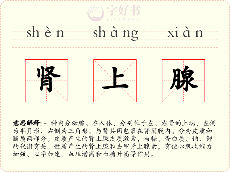 肾上腺
