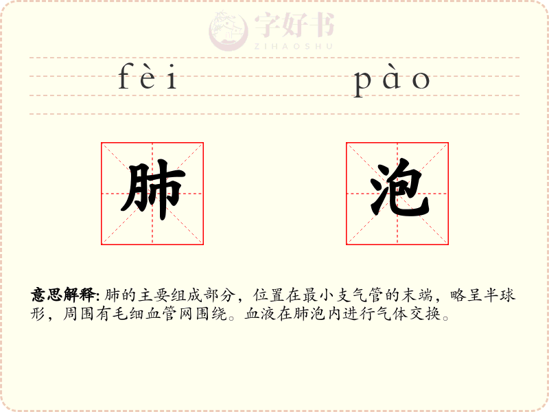 肺泡