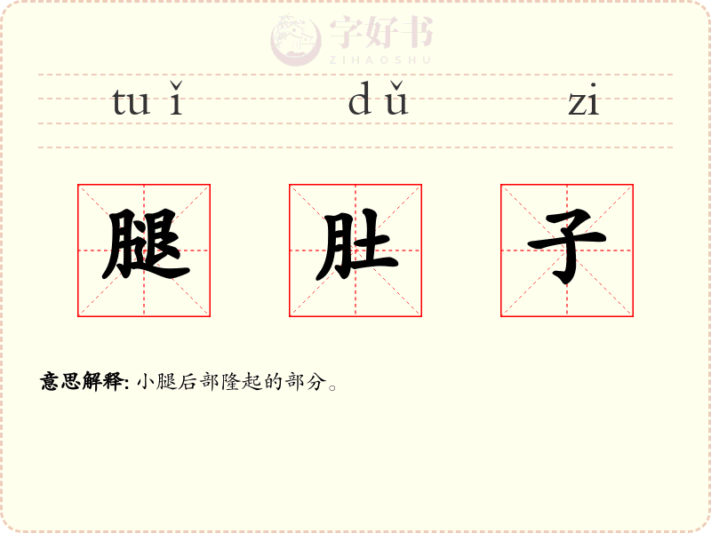 腿肚子