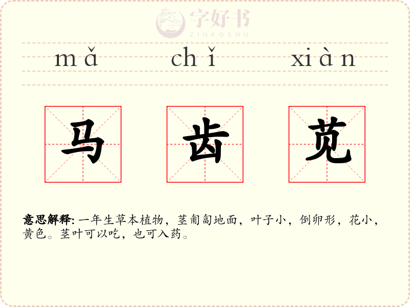 马齿苋
