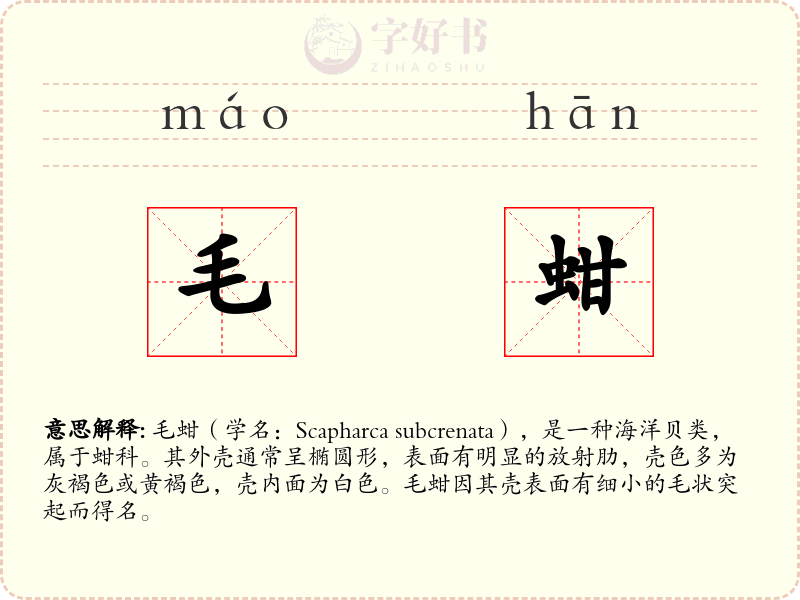 毛蚶