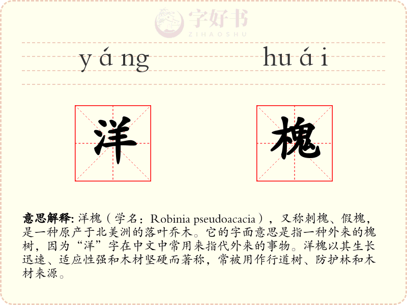 洋槐