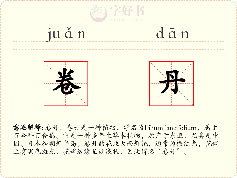 卷丹