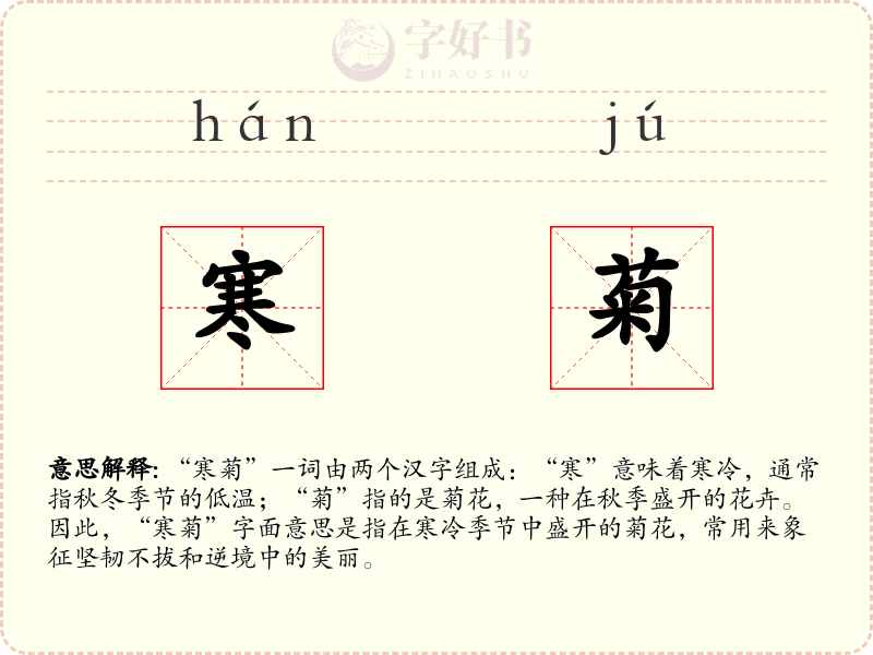 寒菊