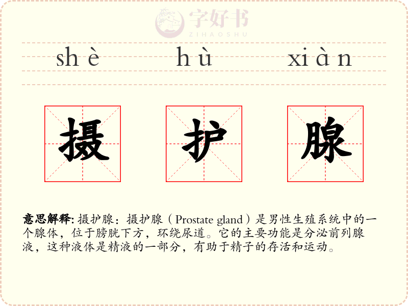 摄护腺