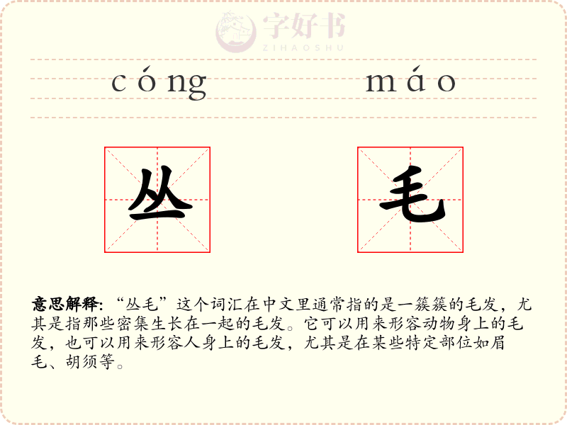 丛毛
