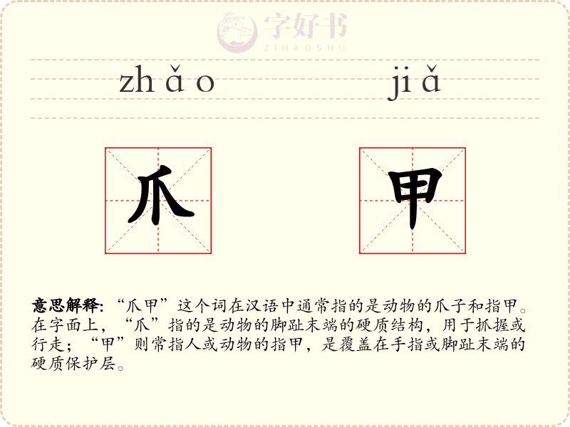 爪甲