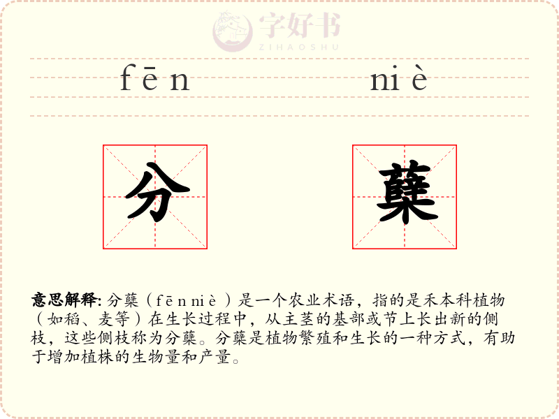 分蘖