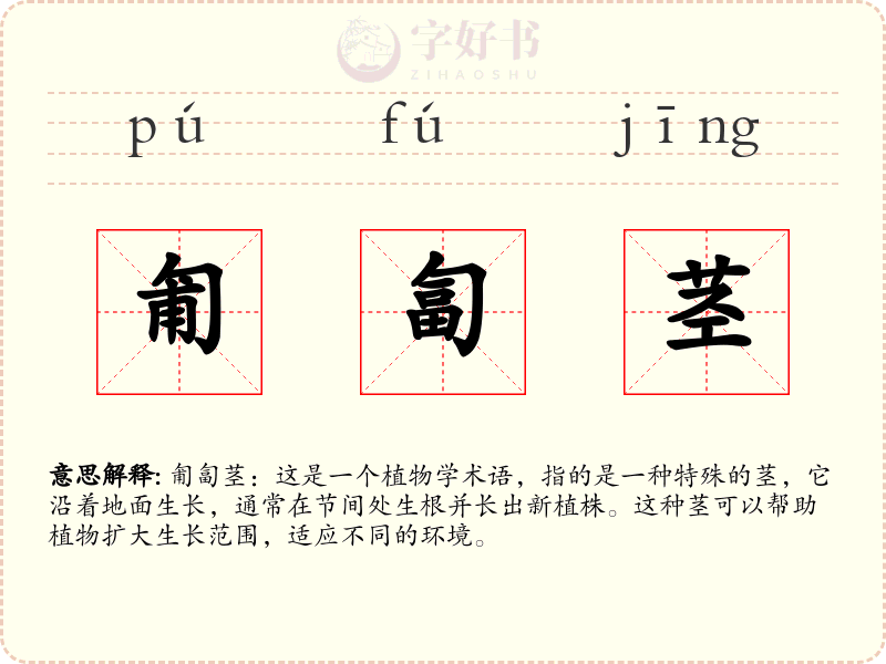 匍匐茎