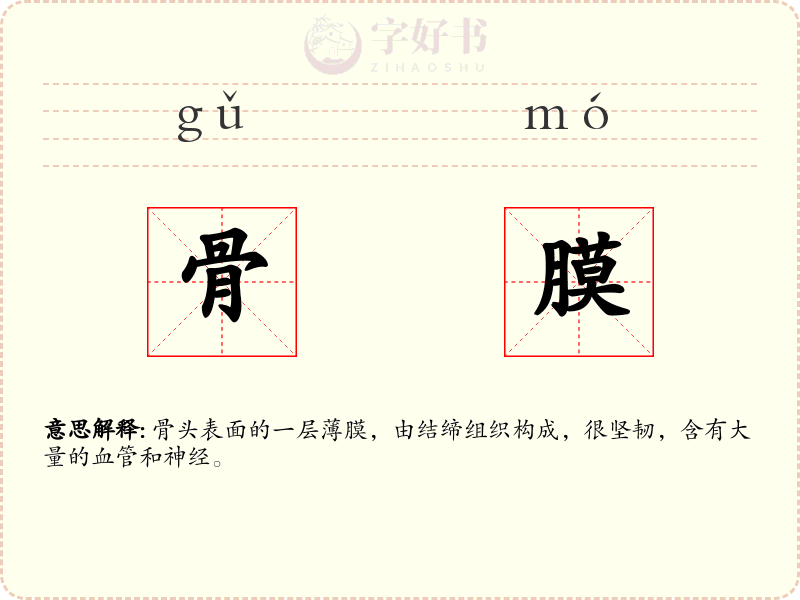 骨膜