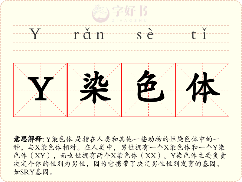 Y染色体