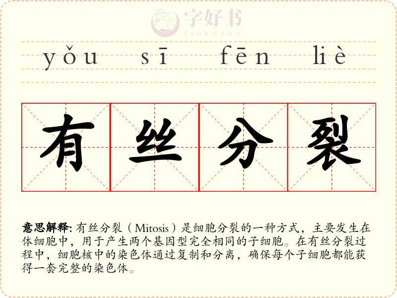 有丝分裂