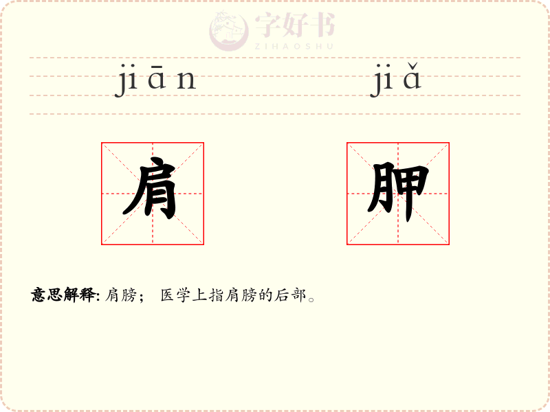肩胛