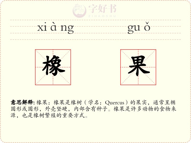 橡果