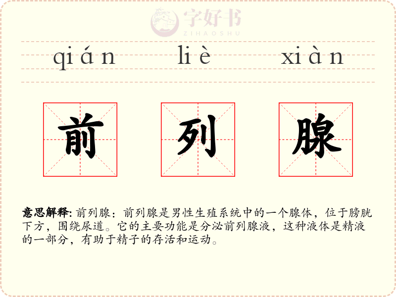 前列腺
