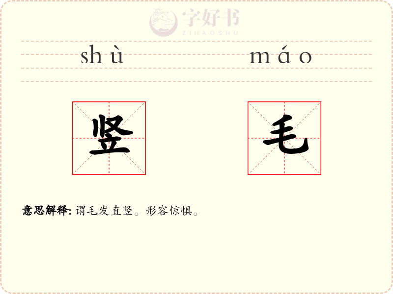 竖毛