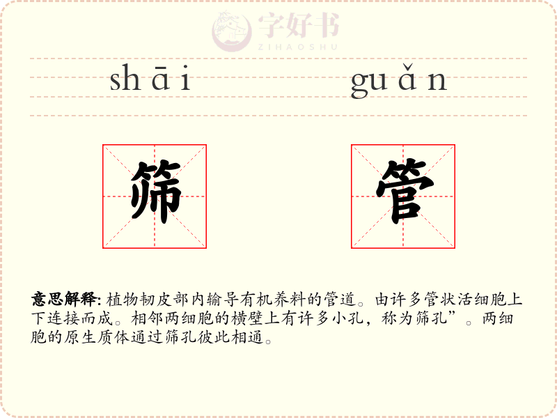 筛管