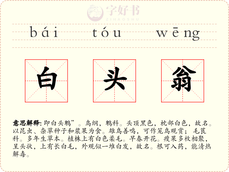 白头翁