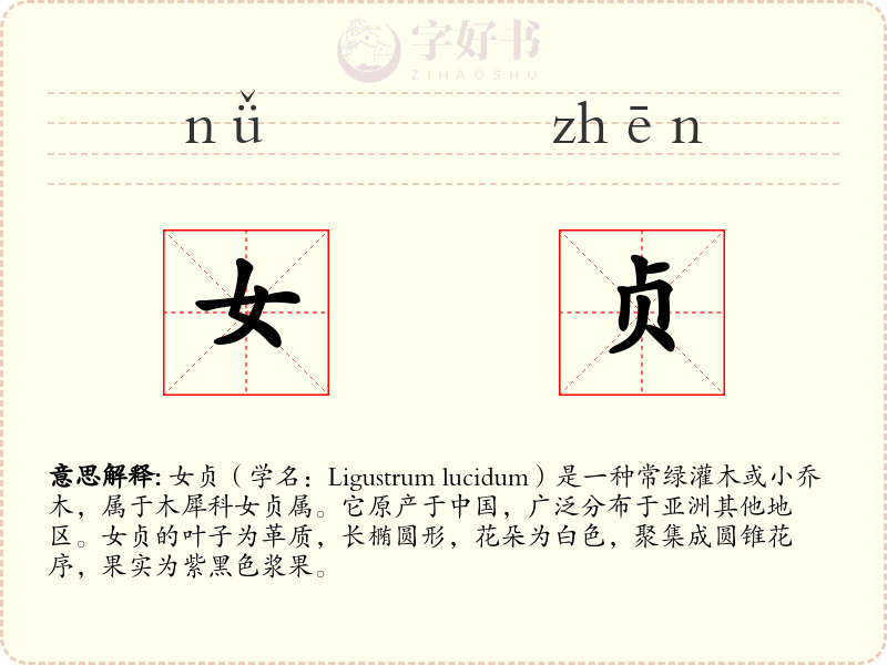 女贞