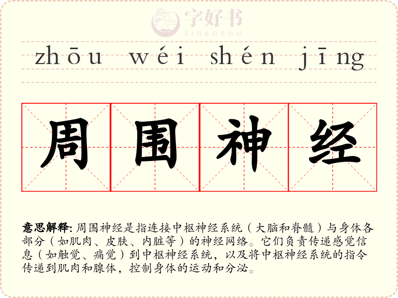 周围神经